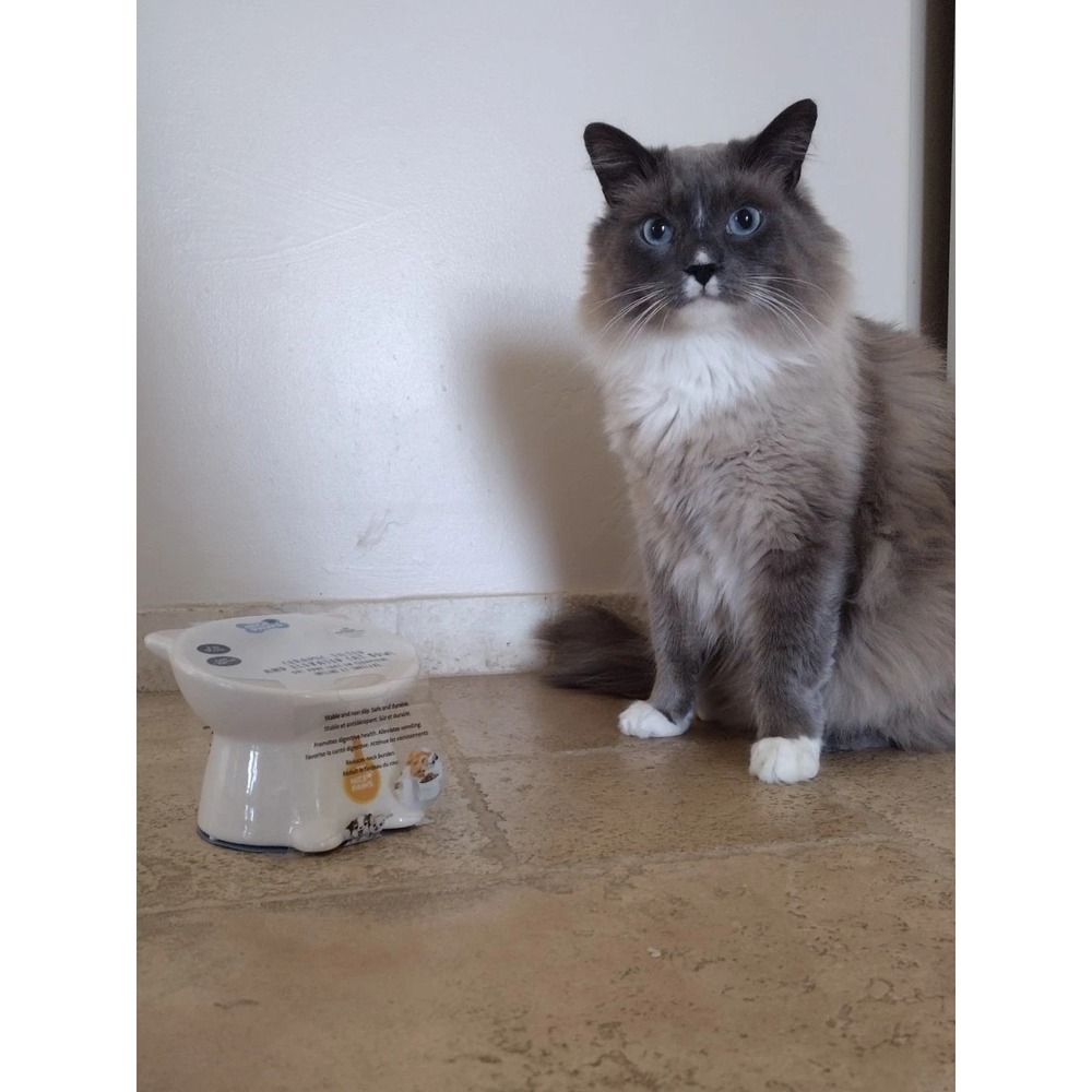 Nice Paws Ceramic Tilted And Elevated Kitty Cat Food Bowl White Kitties/ Adults